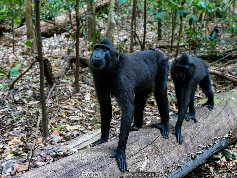 15 Celebes crested macaques