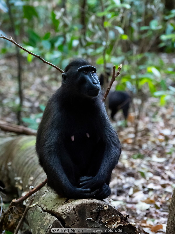 16 Celebes crested macaque
