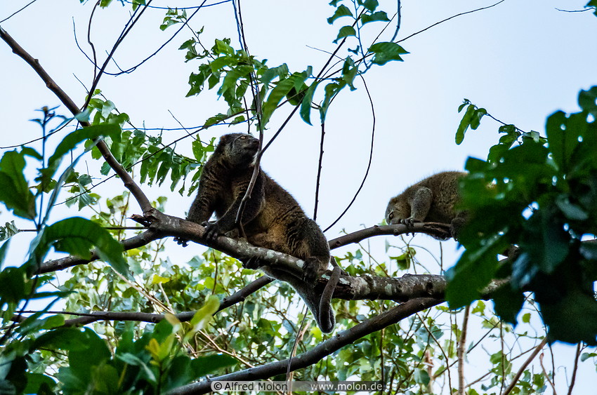 22 Bear cuscuses on tree