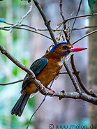 05 Kingfisher bird