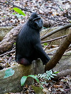 07 Celebes crested macaque