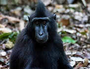 11 Celebes crested macaque