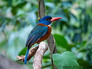 24 Kingfisher bird