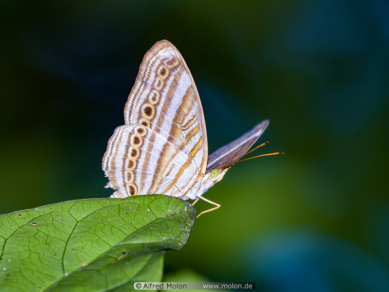 07 Cyrestis strigata butterfly