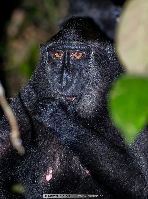 17 Celebes crested macaque