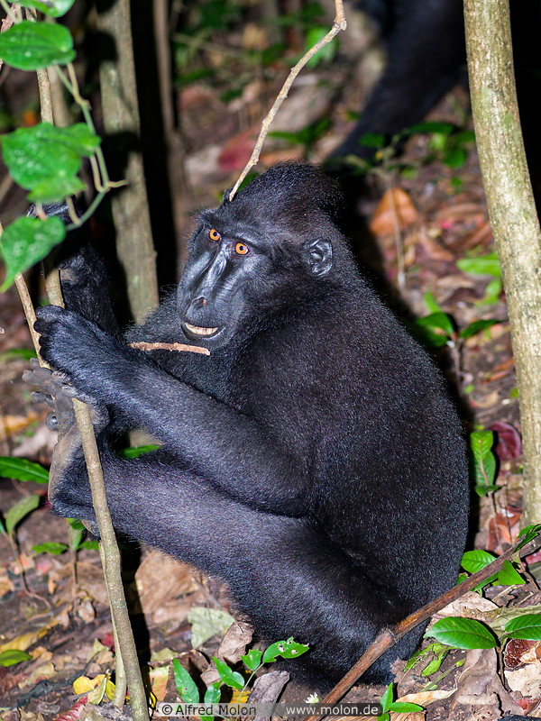 18 Celebes crested macaque