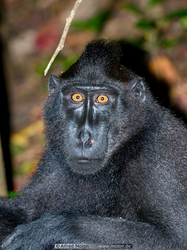 20 Celebes crested macaque