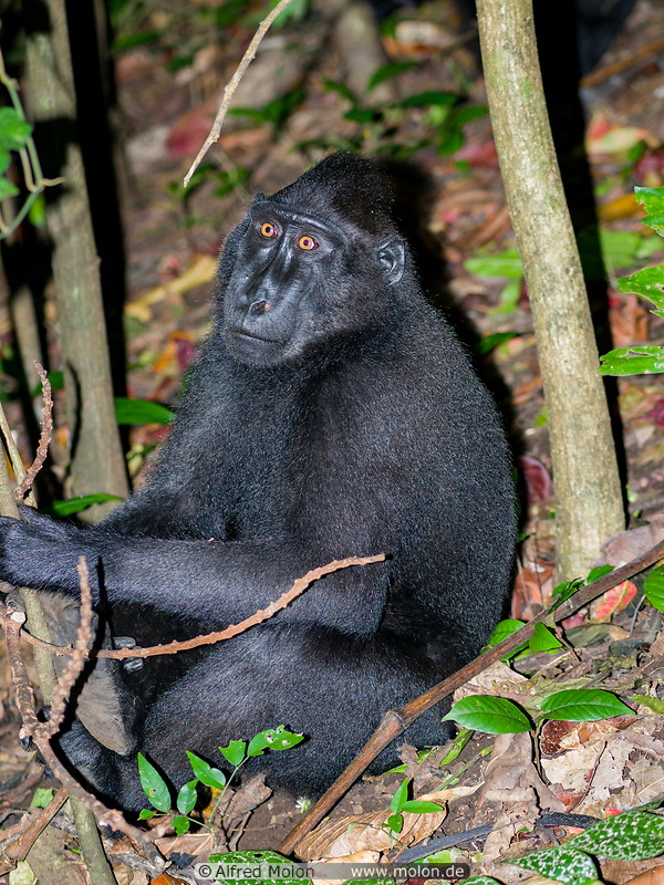 21 Celebes crested macaque