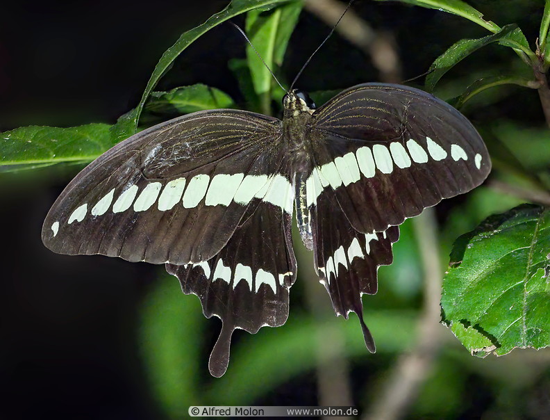 28 Papilio gigon butterfly