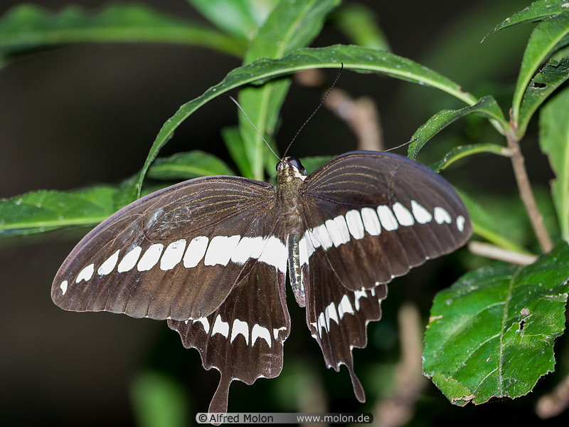 29 Papilio gigon butterfly