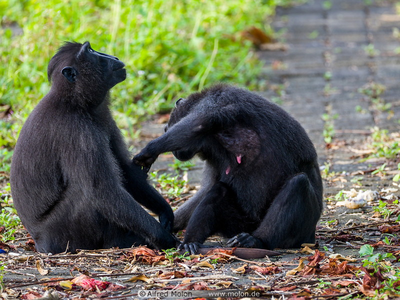 31 Celebes crested macaques