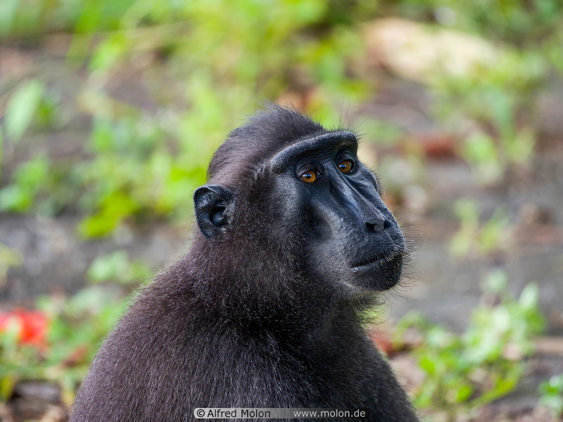 32 Celebes crested macaque