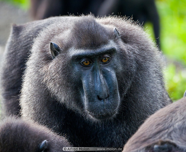 33 Celebes crested macaque