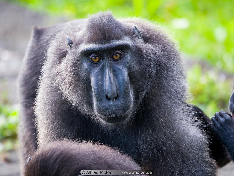 35 Celebes crested macaque