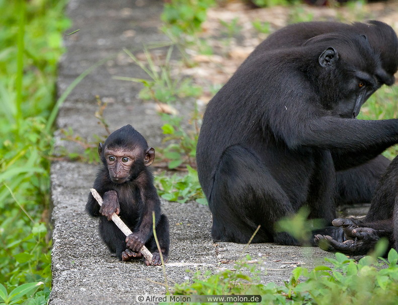 38 Celebes crested macaques with baby