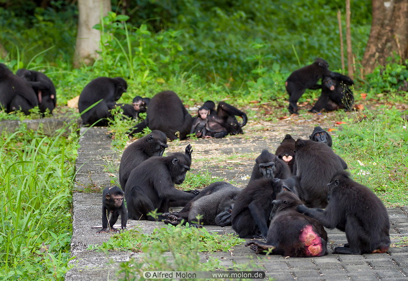39 Celebes crested macaques