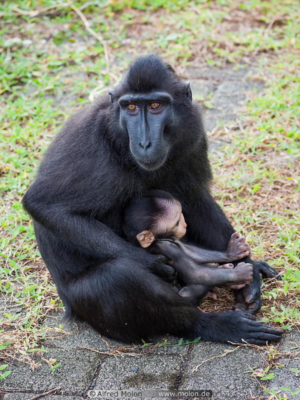 40 Celebes crested macaque with baby