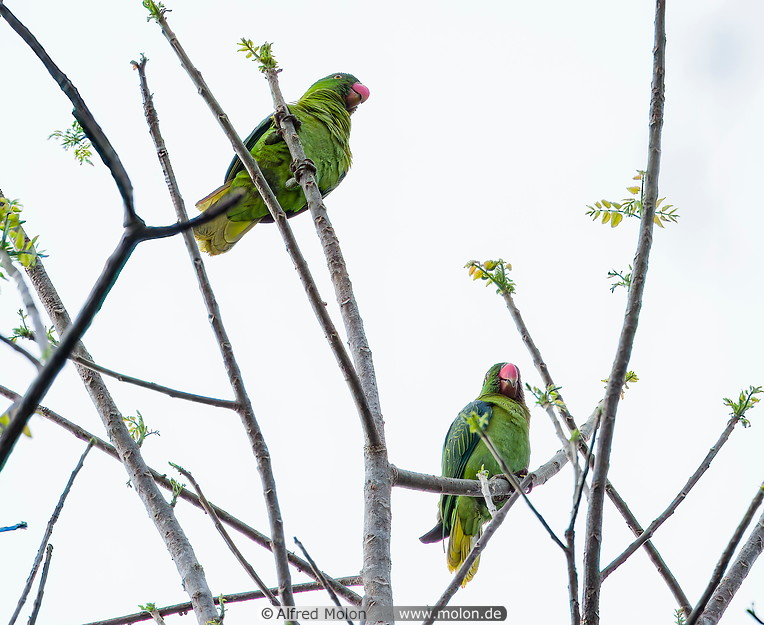 44 Blue-naped parrots