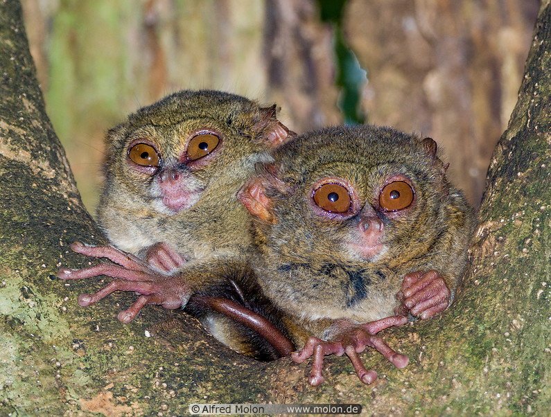 56 Couple of spectral tarsiers