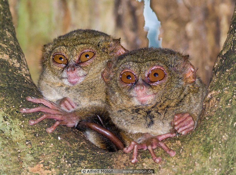 57 Couple of spectral tarsiers