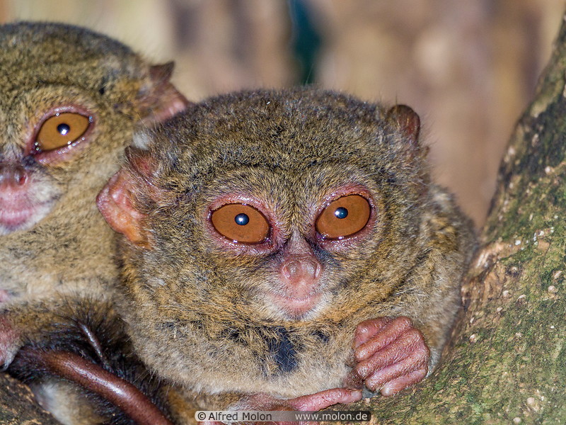 59 Couple of spectral tarsiers