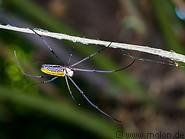06 Nephila pilipes spider