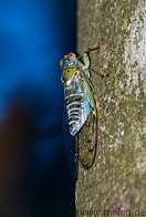 09 Cicada