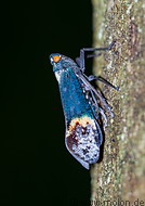 10 Fulgoridae insect