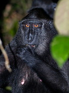 17 Celebes crested macaque