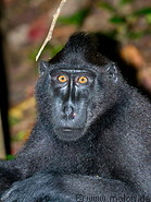 20 Celebes crested macaque