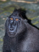 30 Celebes crested macaque
