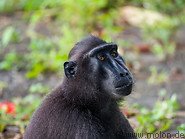 32 Celebes crested macaque