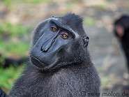 36 Celebes crested macaque