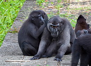 37 Celebes crested macaques