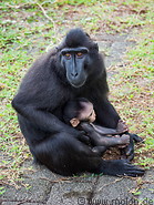 40 Celebes crested macaque with baby