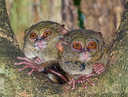 56 Couple of spectral tarsiers