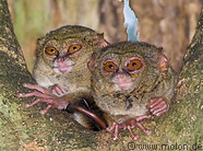 57 Couple of spectral tarsiers