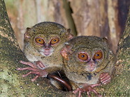 58 Couple of spectral tarsiers