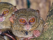 59 Couple of spectral tarsiers