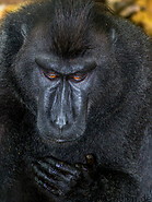 65 Celebes crested macaque