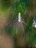 68 Nephila pilipes spider