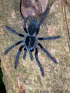 79 Selenocosmia tarantula spider