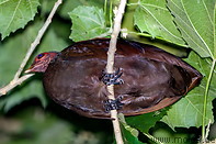 80 Philippine scrubfowl bird