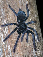 82 Selenocosmia tarantula spider
