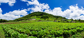 35 Chinese cabbage field