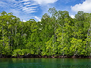 11 Rainforest on Gam island