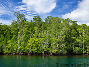 12 Rainforest on Gam island