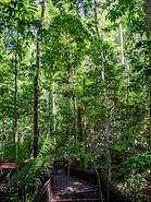 13 Rainforest
