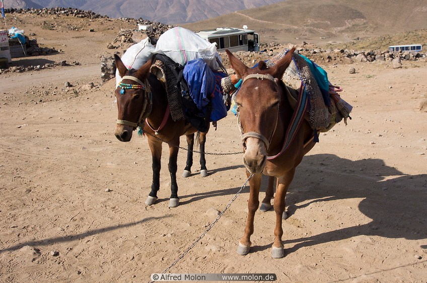 17 Donkeys carrying bags