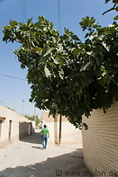 12 Fig tree